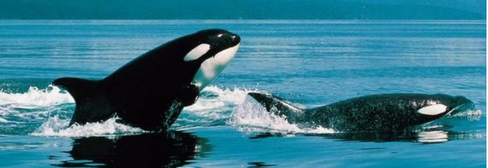 3 Incredible Life Lessons From a Killer Whale Attack